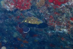 Epinephelus marginatus