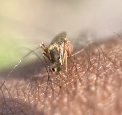 Aedes sollicitans