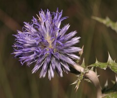 Echinops