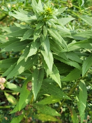 Rhopalomyia solidaginis