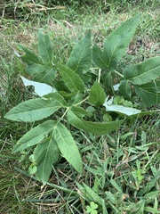 Angelica atropurpurea