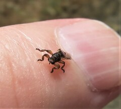 Lipoptena depressa