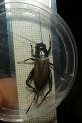 Gryllus bimaculatus