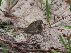 Hipparchia statilinus