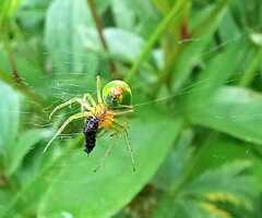 Araniella cucurbitina