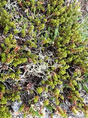 Alectoria ochroleuca