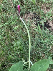 Angelica atropurpurea