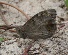 Hipparchia statilinus