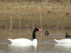 Cygnus melancoryphus