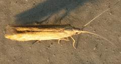 Coleophora