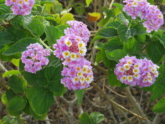 Lantana camara