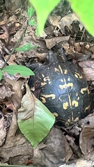 Terrapene carolina
