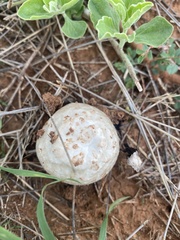 Agaricus deserticola
