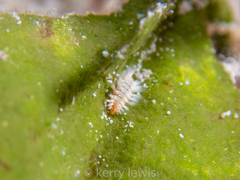 Hermodice carunculata