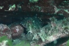 Scorpaena maderensis