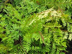 Osmunda spectabilis