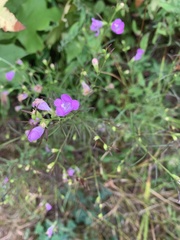 Agalinis tenuifolia