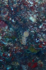 Parablennius pilicornis