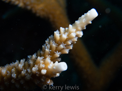 Acropora cervicornis