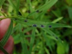 Asteromyia euthamiae