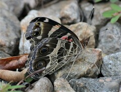 Vanessa virginiensis