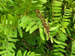 Osmunda spectabilis