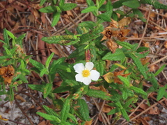 Cistus psilosepalus