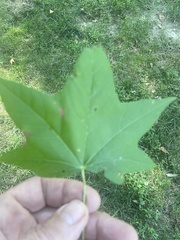 Liquidambar