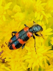 Trichodes nuttalli