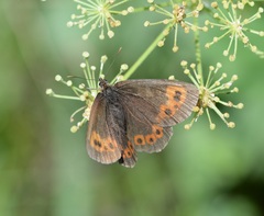 Erebia