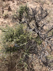 Condalia ericoides