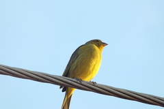 Sicalis flaveola