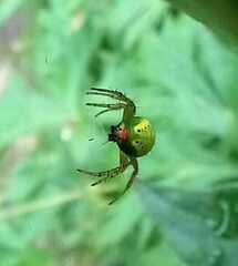 Araniella cucurbitina