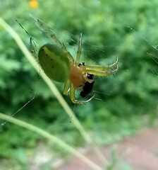 Araniella cucurbitina