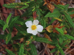 Cistus psilosepalus