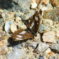 Neptis rivularis