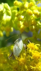 Harmostes reflexulus