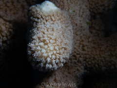 Porites porites