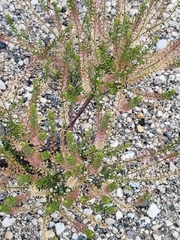 Lepidium densiflorum