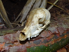 Nasua narica