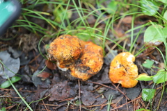 Hypomyces lactifluorum