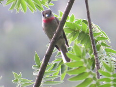 Pachyramphus aglaiae