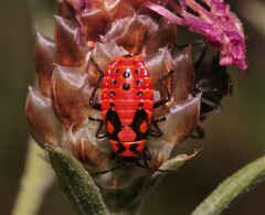Spilostethus saxatilis