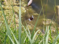 Libellula luctuosa