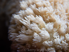 Porites porites