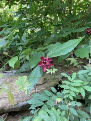 Calycanthus
