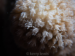 Porites porites