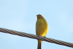 Sicalis flaveola