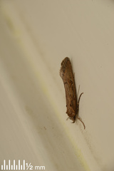 Atomotricha