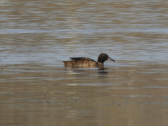 Heteronetta atricapilla